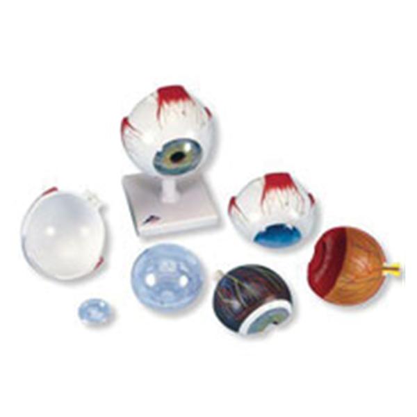 Eye Model Anatomical 5 Times Full Size/ 6-Part Ea